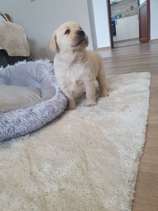 Labrador retriver pedigree