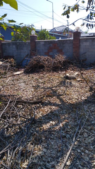 Отдам даром дуб на дрова ветки листья дуба итд