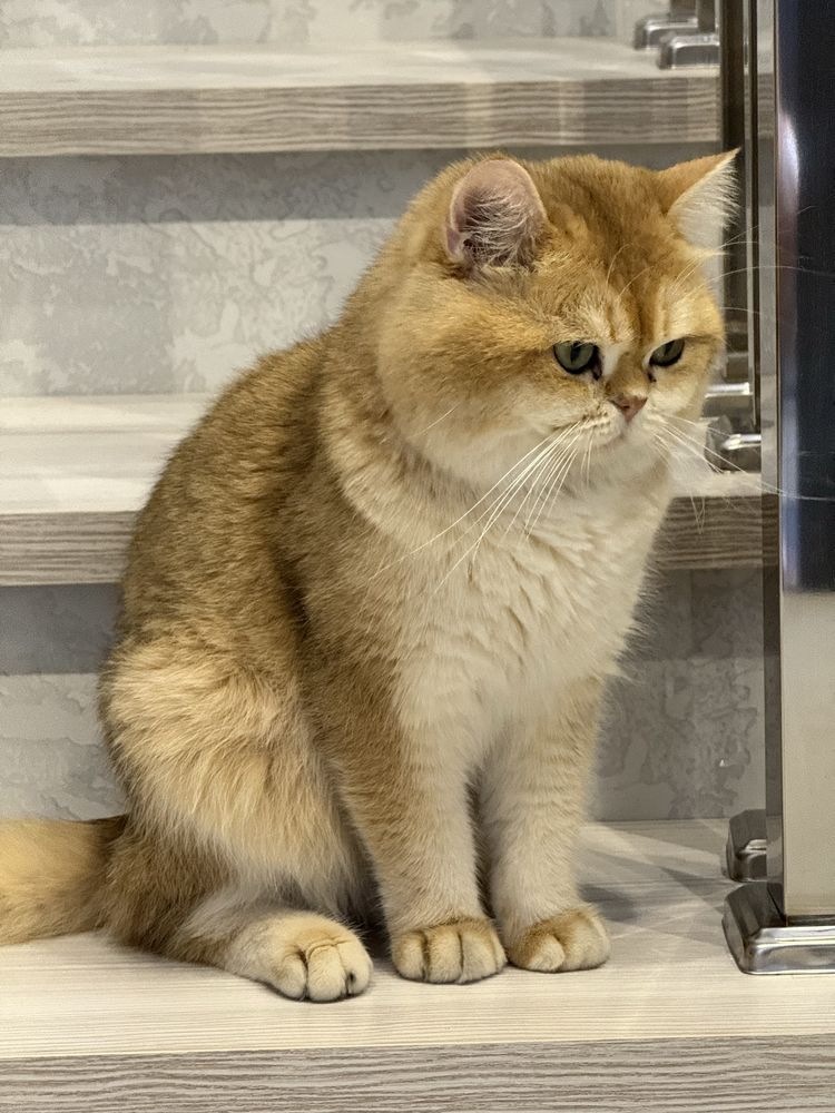 Кот на вязку привазной кот