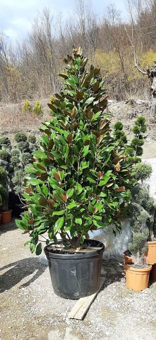 mesteacan tei platan copaci umbrire 2-5m