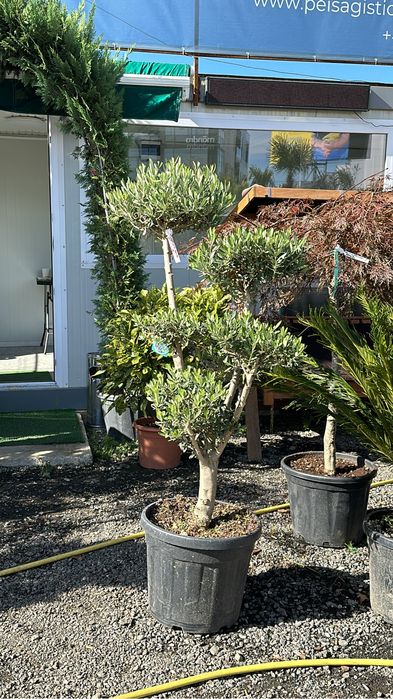 Tuia zmarad Lilandi artari japonez bosai pom poni brazi argiti spirale