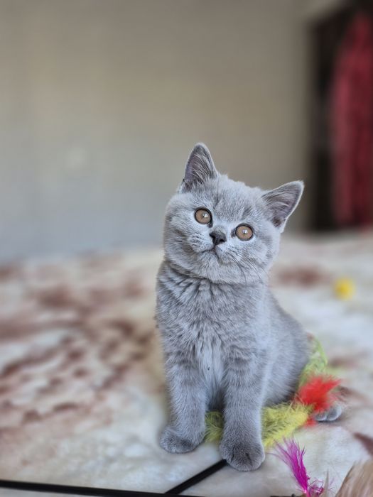 Британская девочка
