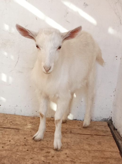 Жас теке сатылады