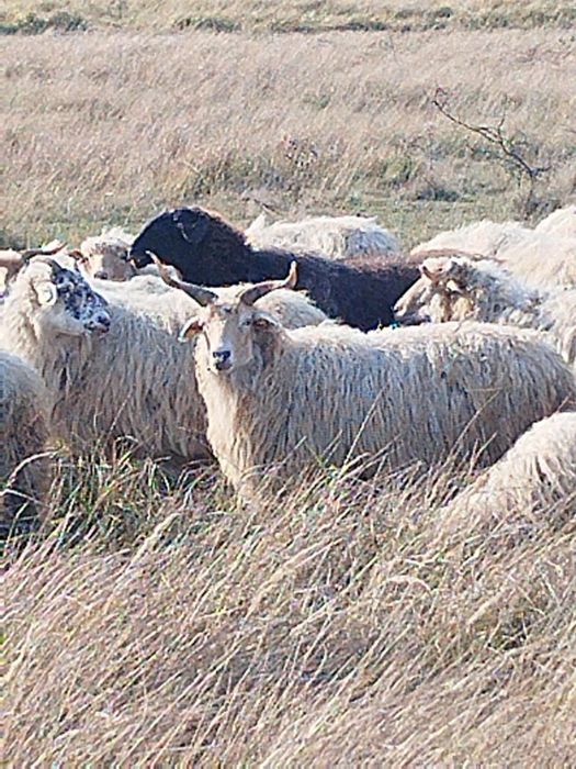 Vand 140 de oi Ratka majoritatea, și metis