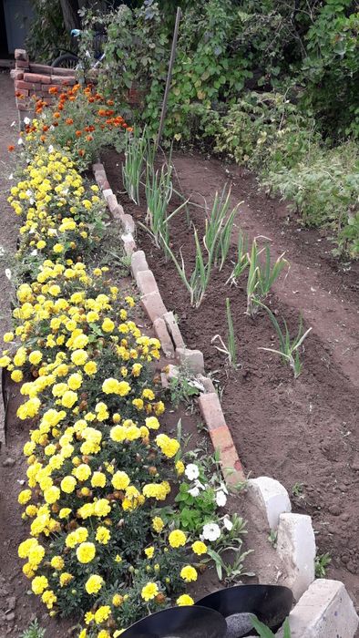 Дача  садоводство Энтузиаст