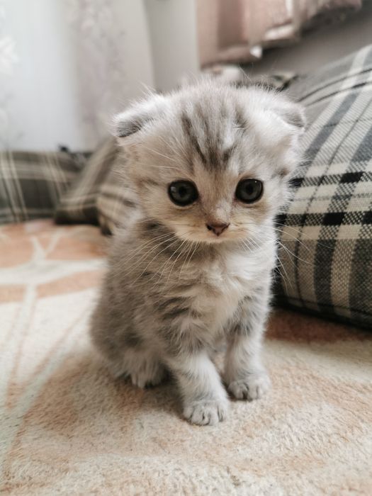 Девочка вислоухая