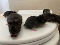 Donam Hamsteri sirieni