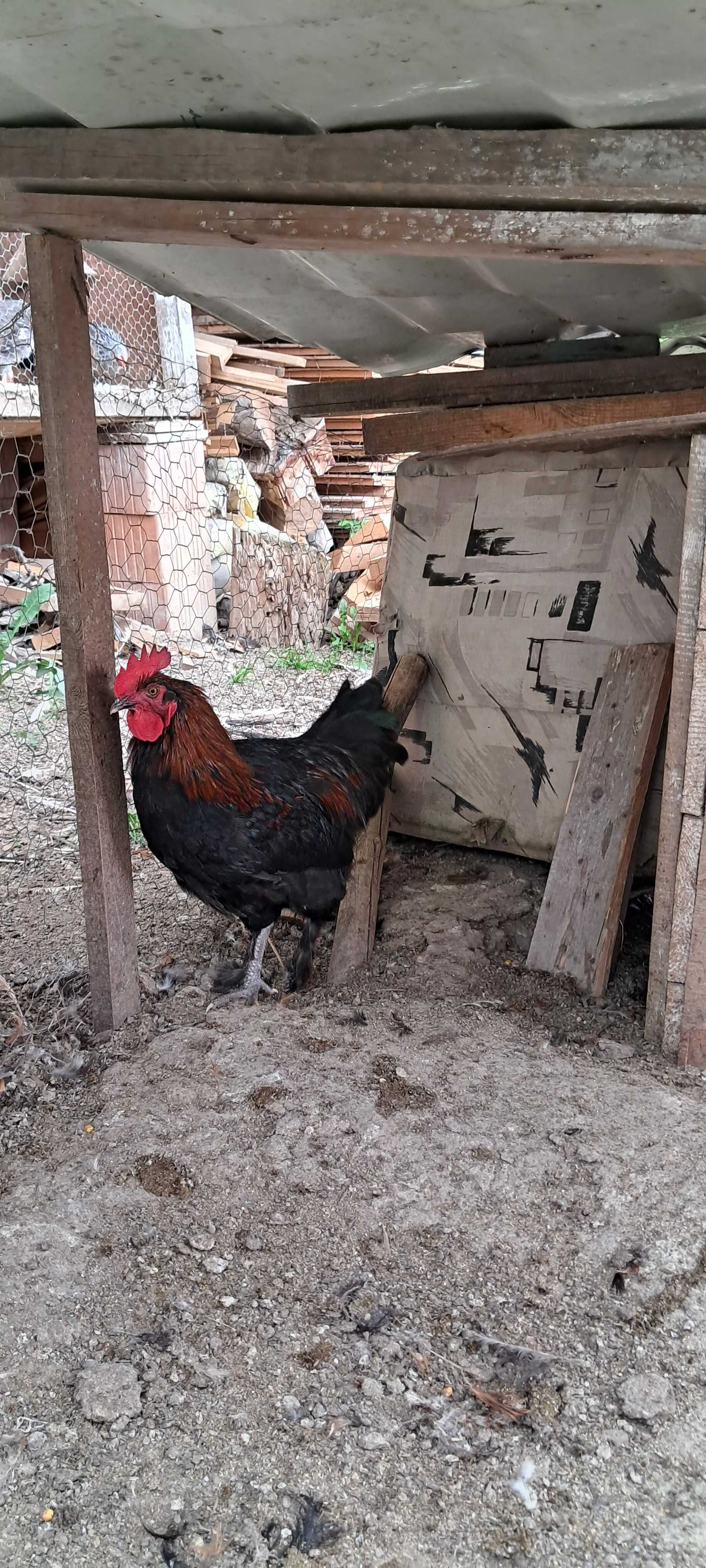 Cocosi Marans Negru Arămiu de anul acesta de vanzare .