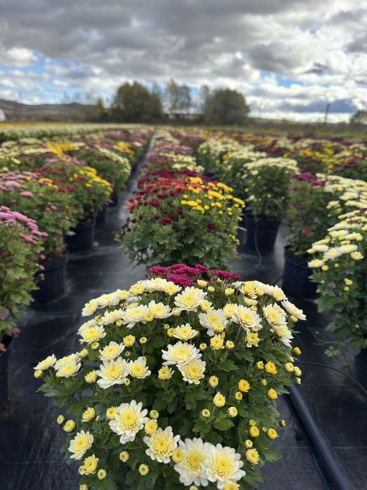 Crizanteme EnGros/Angro de Vanzare