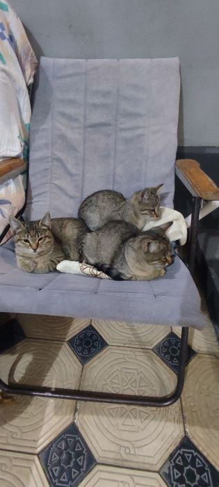 Котята в хорошие руки