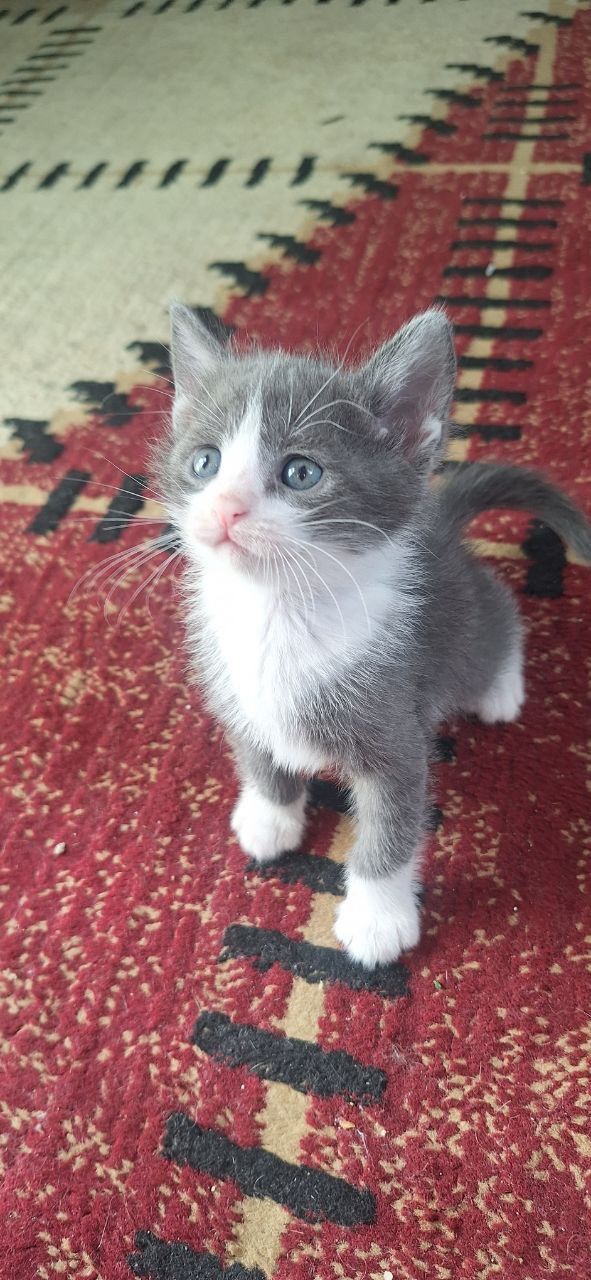 Mushuk bolajonlari tekinga beriladi