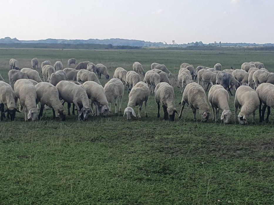 Vand 400 oi de carne, gestante,