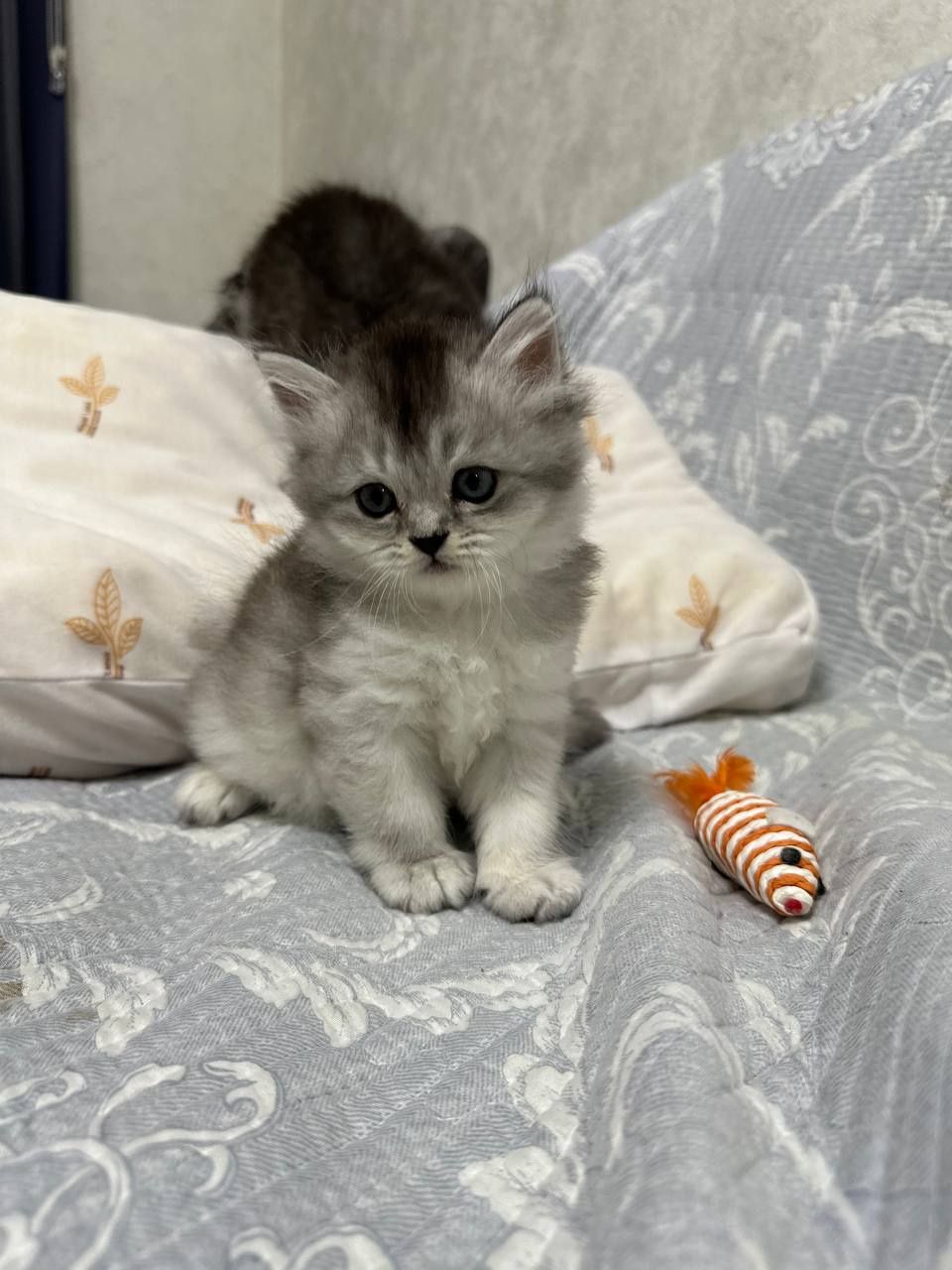 Шотланские котята от правильной вязки