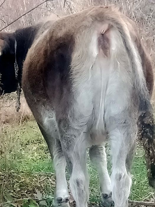 Семіз тайынша сатамын