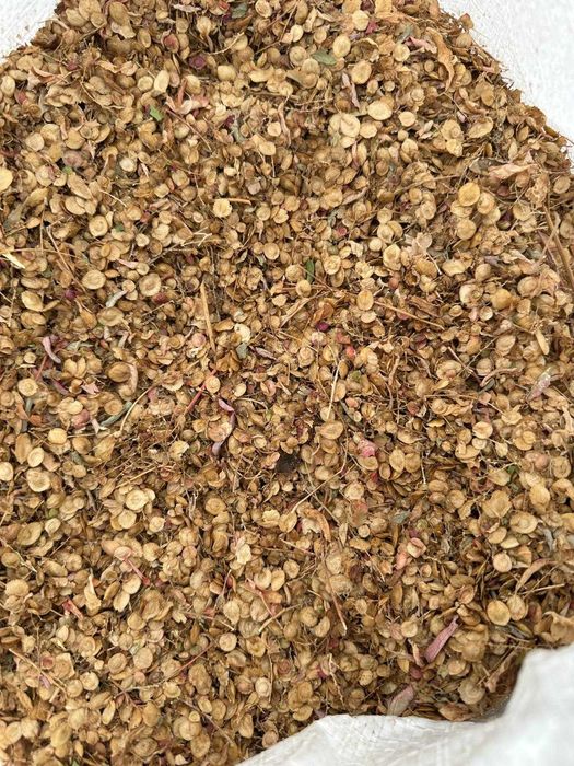 Samanta de loboda an 2025