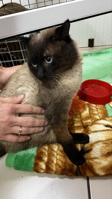 Отдам котика в добрые и ответсвенные руки