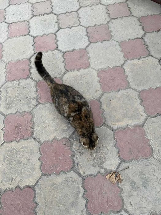 Кошка-крысыловка