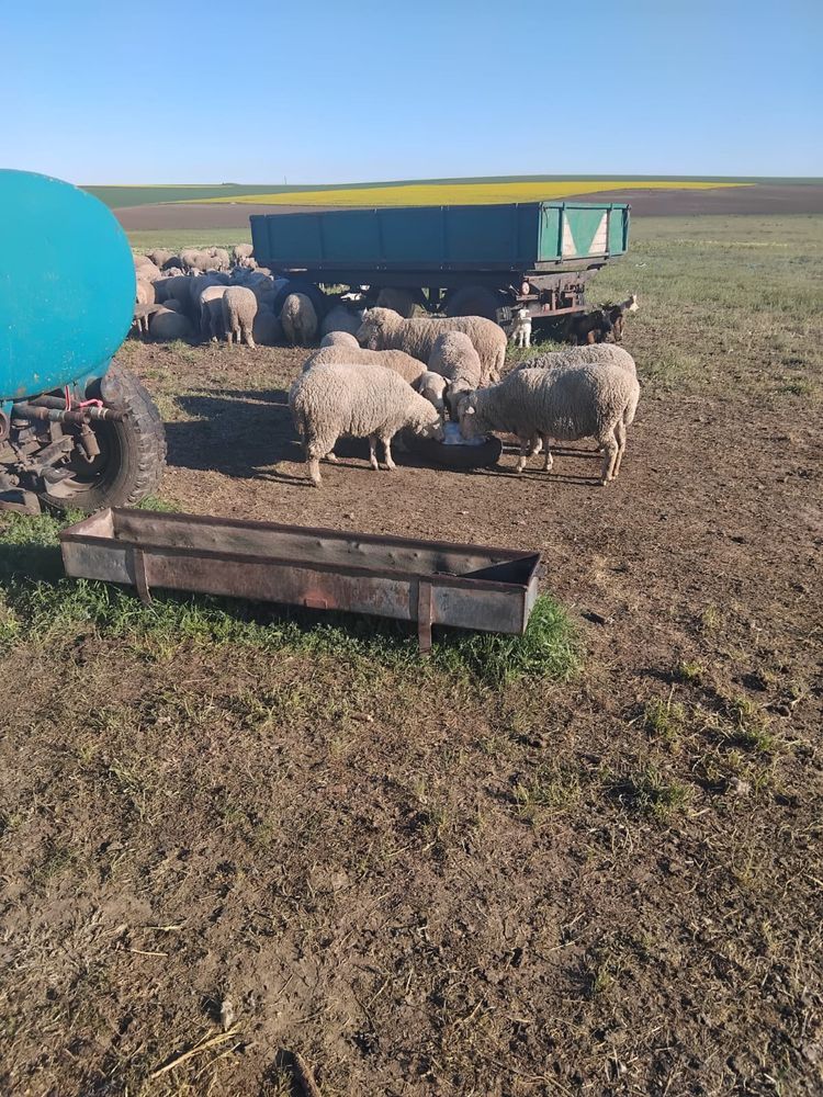 Oi rasa Merinos de Palas