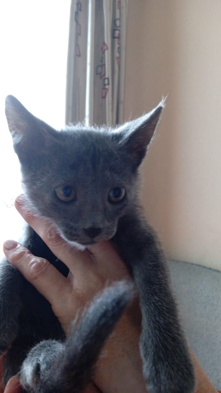 Отдам котят в добрые руки