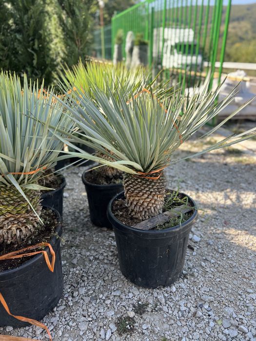 Plante ornamentale de orice soi