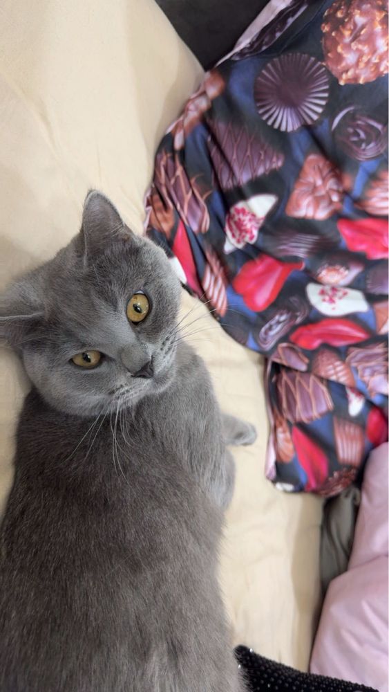 Кошки mushuk o’g’il bollla