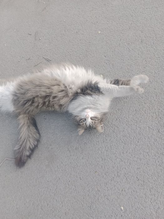 Отдам в добрые руки  стерилизованную , пушистую кошечку