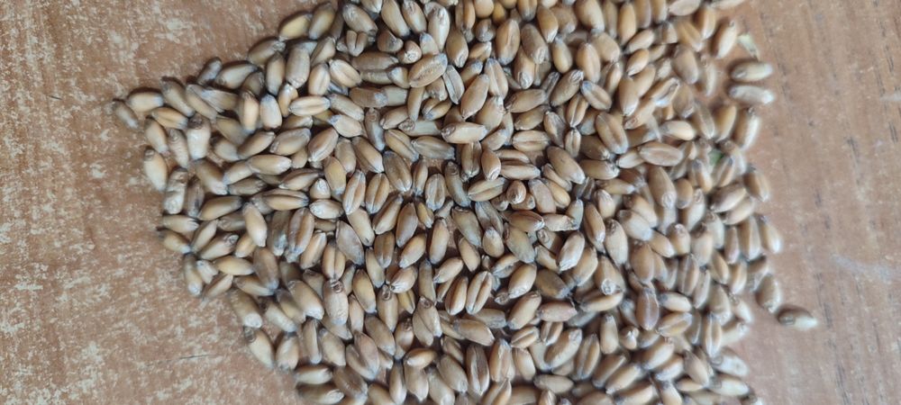 Пшеница чистая 30 кг