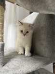 Fetita british shorthair