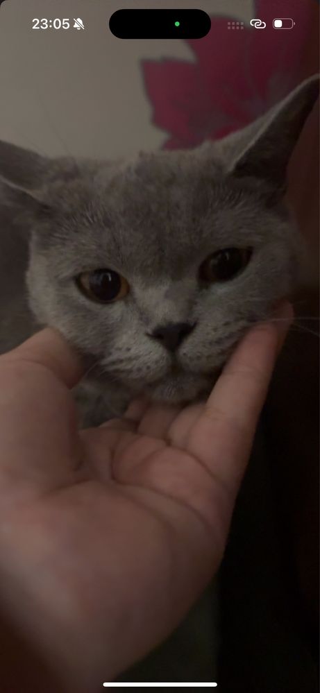 Продаются породистые котята