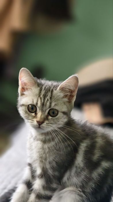 mushuk sotiladi shatlantski