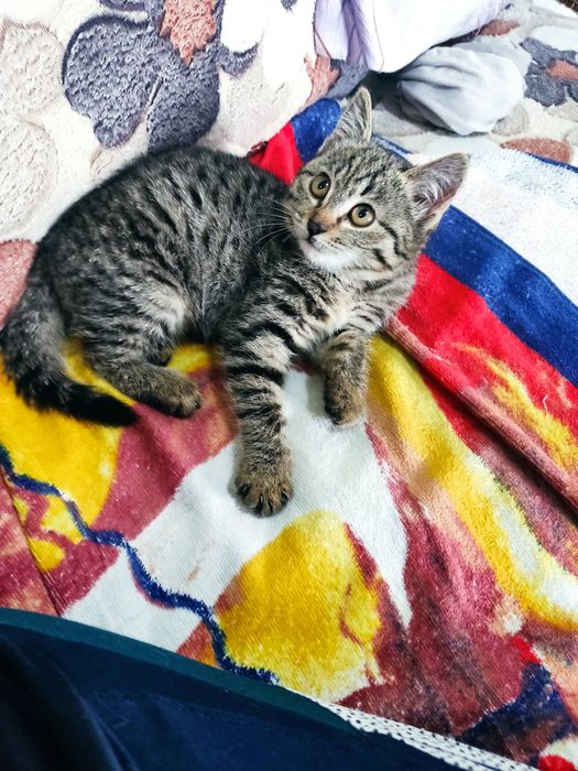 Котенок в добрые руки