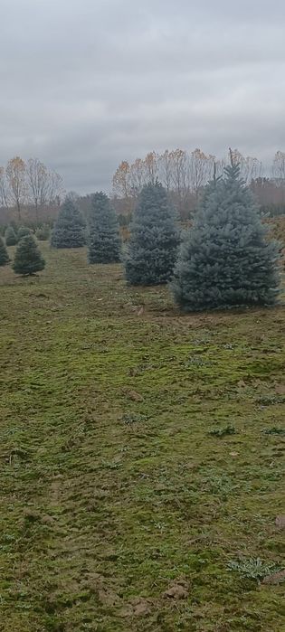 Brazi bogați ideali pentru multe ornamente