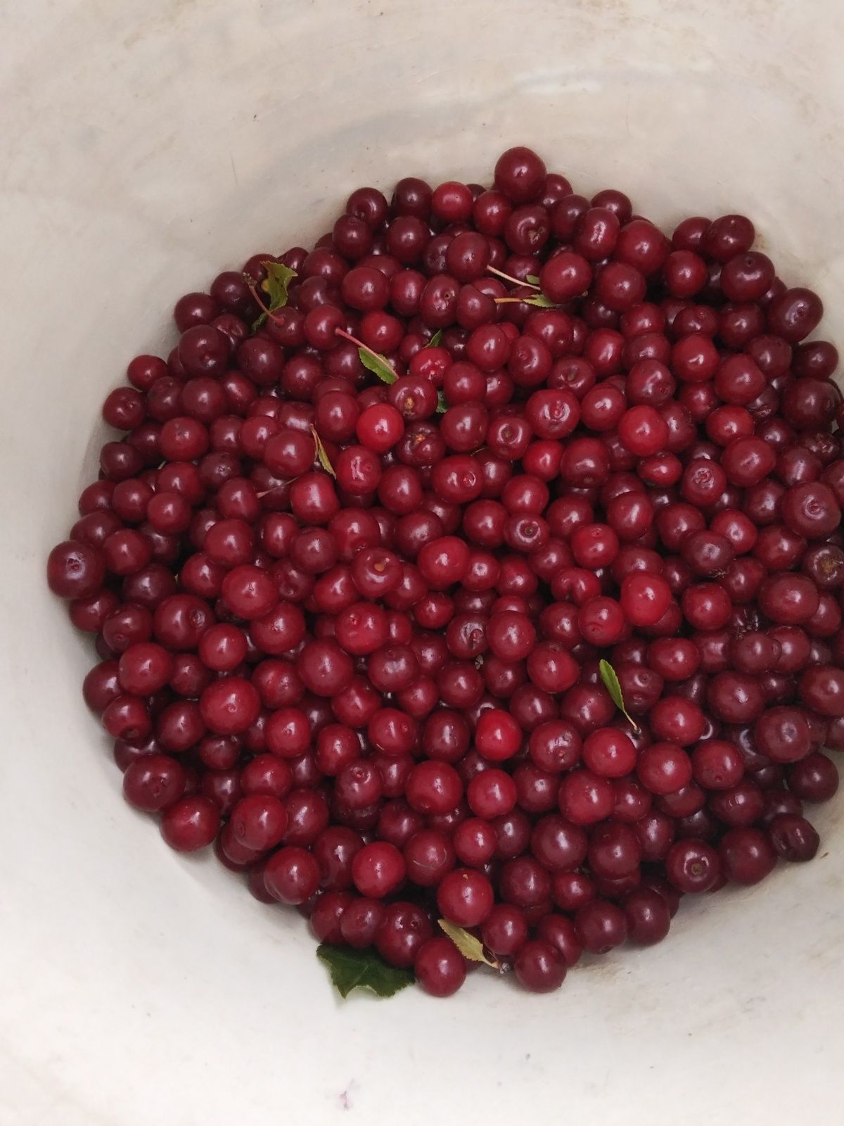 Продам вишню домшнюю