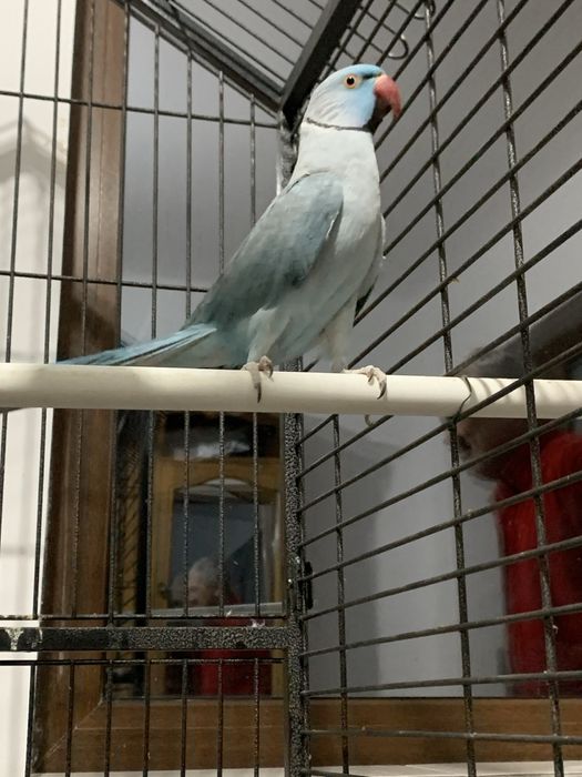 Papagal Micul Alexandru