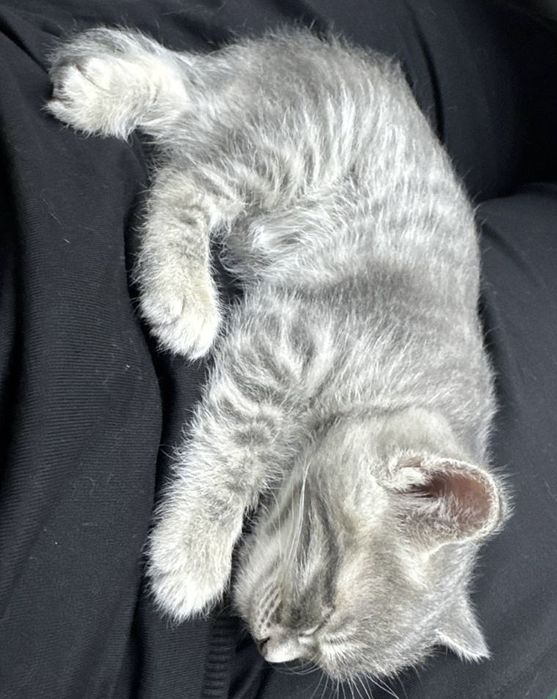 Зотдор мушукча сотилади