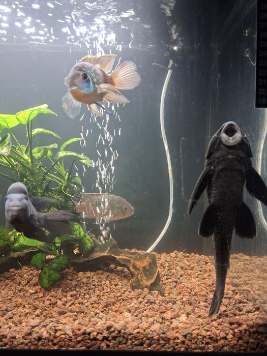 Acvariu complet ciclide