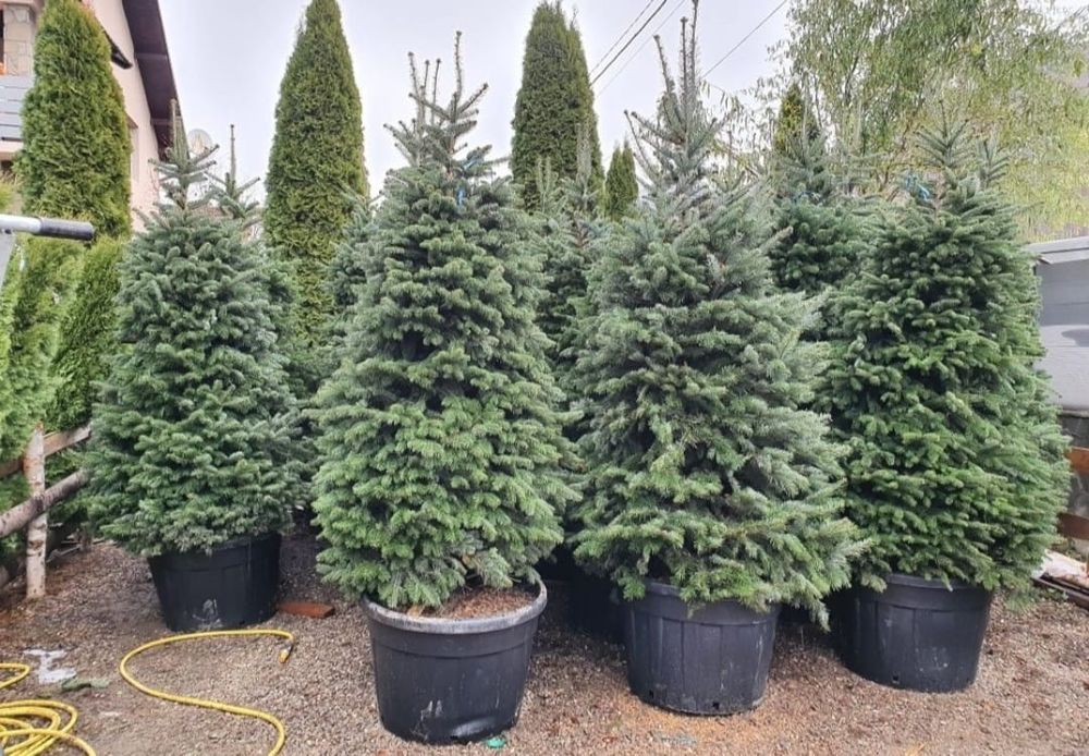 Brad argintiu la ghiveci ( vand brazi verzi hoopsii ) abia, picea etc