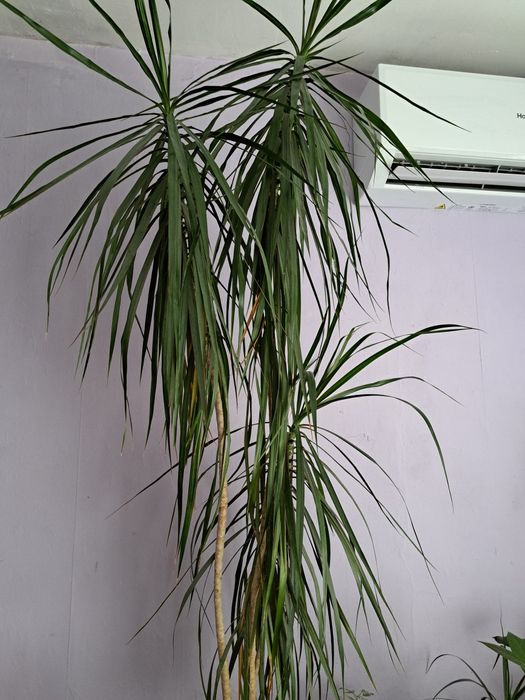 Цвете палма Драцена