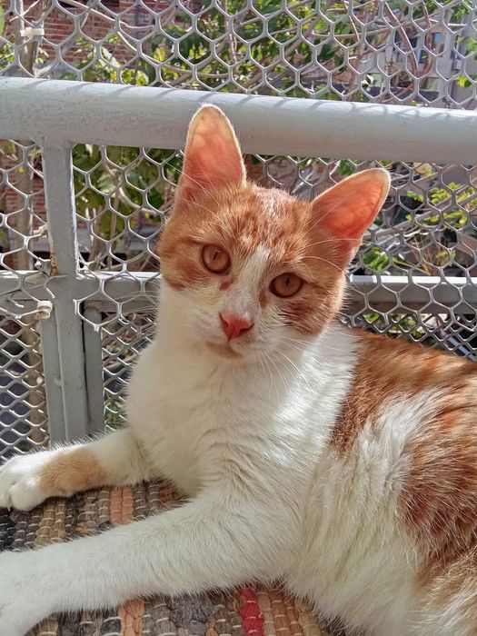 Коте осиновяване