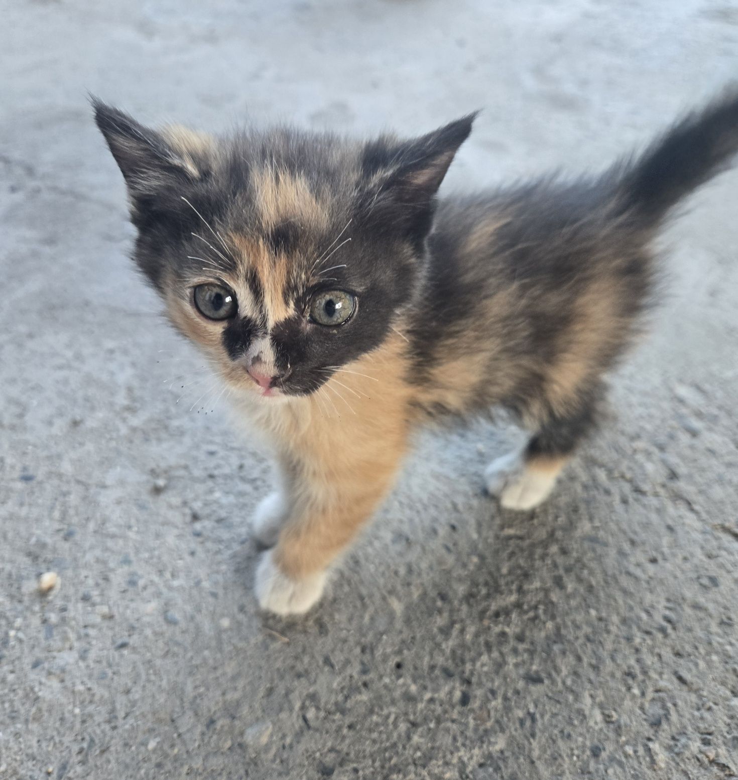 Котята бесплатно