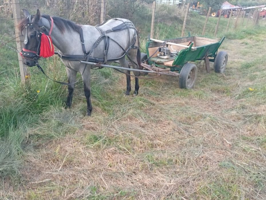 Vând mânză de 11 luni