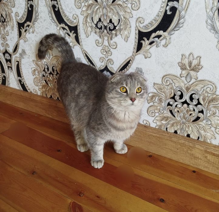 Skotish fold o'g'il bola mushukcha sotiladi