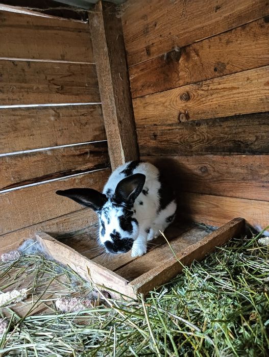 Vând iepuri jud.iasi