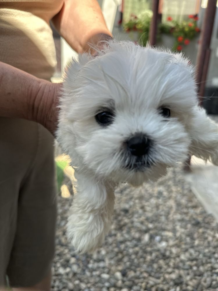 Bichon Maltez Alb