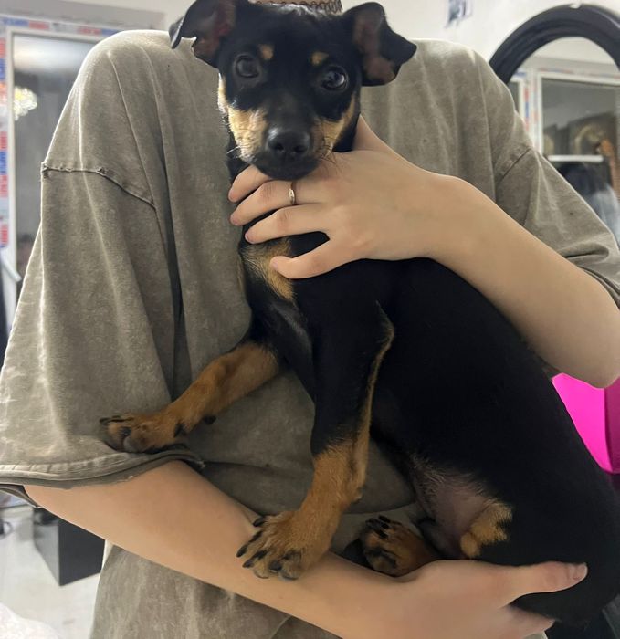 Продам той терьера