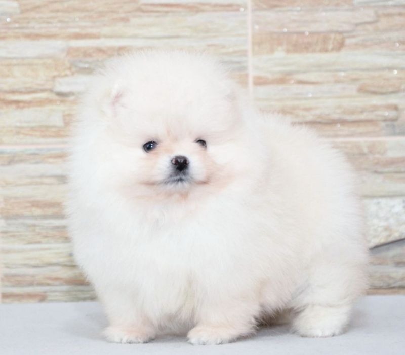 Fetita pomeranian mini/toy!