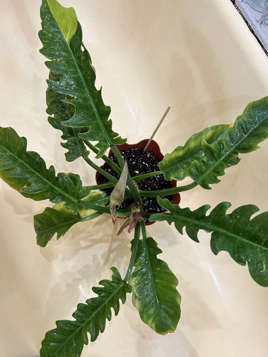 Продам филодендрон