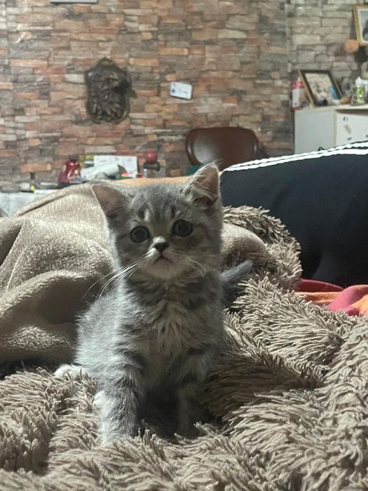 Cadoul special pufos