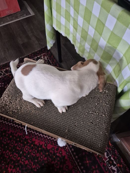 Чистокръвни джак ръсели