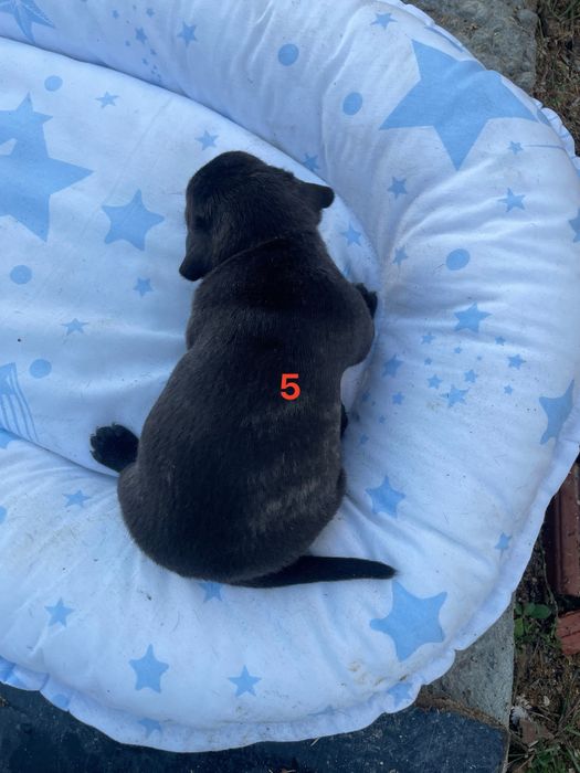 Малки кученца френски булдог